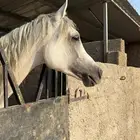 حصان واهو بدقري ذهبي