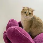 قطط سكوتش