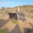 معزا العدد 2 للبيع تم البيع
