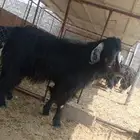 فحل عارضي اجم