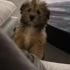 كلب مالتيز وشيتزو للتبني رسوم قليلة Dog for adoption