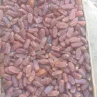 تمور المدينه مشروكه مجدولى صقعى عجوه صفاوى