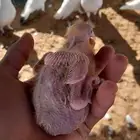 حمام للبيع
