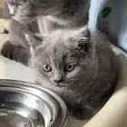 قطط صغيره سكوتش