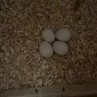 جوز كروان البينو معه بيض