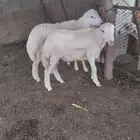 مواشي