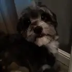 مالتيز تبني