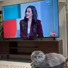 قطة سكوتش
