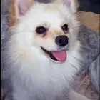 MISSING DOG POMERANIAN TAWUUN RIYADH