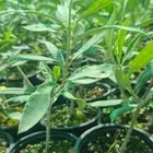 شتل زيتون اربيكانا وكرونيكي