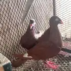 حمام دنش اسرائيلي