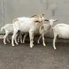 ماعز سانين بيور