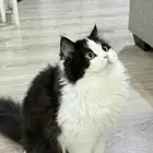 قط للتبني