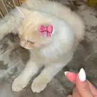 قطة للتبني مكة