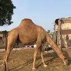 الشواجرة