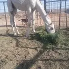 للبيع حاشي عمره 8 شهور