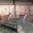 فلودير للبيع