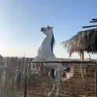حصان واهو شيخ