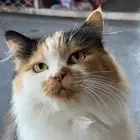 قطة انثى للتبني