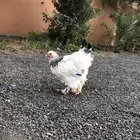 دجاج براهما دجاج كوشن