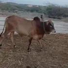 عجول حسلان حسيل