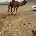 مطلوب جمل أحمر (على الحول)