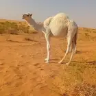 لبيع القعدان 2