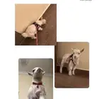 ماعز قزم