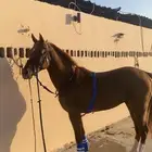 خيل