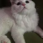 قط ابيض للبيع