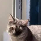 قط للبيع مع كامل اغراضه بريدة