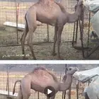 المدينة المنورة
