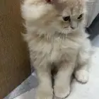 قط للبيع ب 400 ريال