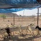 معزا للبيع عدد 20 راس للبيع ب 310