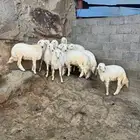 طليان جبره للبيع