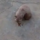 قطة شيرازية رمادية للتبني