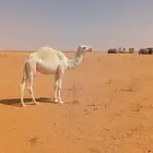 قعود لبيع