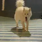 هاسكي ابيض لونج هير