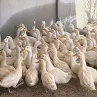 انتاج بط دجاج أرنب للبيع بيض مخصص مذبوح دجاج بط و ارنب