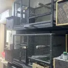 اقفاص انتاج ببغاوات تفصيل قوي