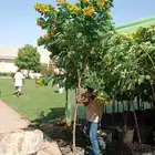 اشجار أكسيا