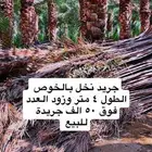 جريد نخل بالخوص للبيع