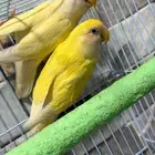 للبيع جوز روز اينو