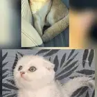 للبيع قط سكوتش ستريت وكيتن فولد