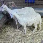 شياه متابيع طيبه