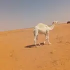 قعود