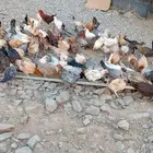 دجاج بلدي وفيومي