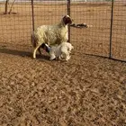 نعيميه معها رخل