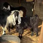 ثلاث معزا مع تيسها