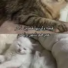 قطط شيرازي